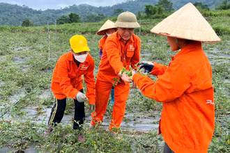 Người dân thôn Nà Săm, xã Thượng Giáo, huyện Ba Bể kiểm tra chất lượng cây cà gai leo.