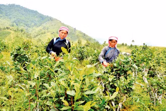 Ðồng bào vùng cao Lào Cai trồng chè đặc sản Tuyết san theo phương pháp VietGAP để xuất khẩu, nâng cao hiệu quả kinh tế, xóa nghèo bền vững.