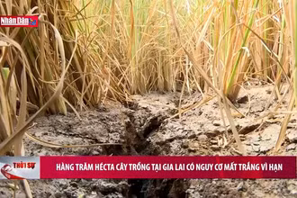 Hàng trăm hécta cây trồng tại Gia Lai có nguy cơ mất trắng vì hạn