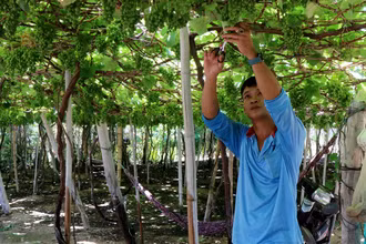 Vườn nho của người dân xã Vĩnh Hải, huyện Ninh Hải (Ninh Thuận) được ứng dụng công nghệ tưới nước tiết kiệm. 
