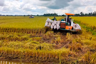 Thu hoạch lúa tại xã Trường Xuân, huyện Tháp Mười, tỉnh Ðồng Tháp. (Ảnh Hữu Nghĩa)