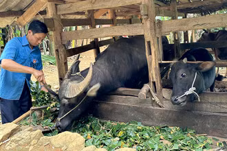 Được chính quyền hỗ trợ trâu bò để sản xuất, thu nhập gia đình anh Lý Văn Nó (xã Thượng Thôn, huyện Hà Quảng, tỉnh Cao Bằng) từng bước được cải thiện. (Ảnh HÀ NHÂN)