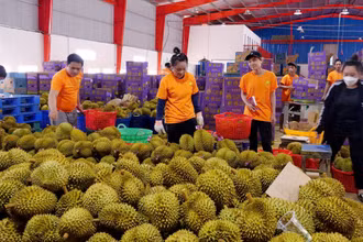 Thu mua sầu riêng phục vụ xuất khẩu tại thị xã Phước Long, tỉnh Bình Phước. (Ảnh Nhất Sơn)