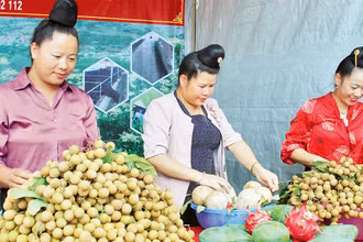 Sản phẩm nhãn thu hoạch từ các vườn ứng dụng công nghệ của huyện Sông Mã.