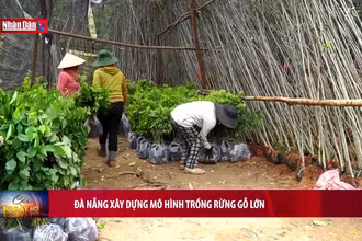 Đà Nẵng xây dựng mô hình trồng rừng gỗ lớn