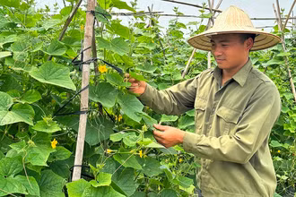 Mô hình canh tác sử dụng kết hợp phân bón hữu cơ và vô cơ tại xã Tân Dĩnh, huyện Lạng Giang (Bắc Giang).