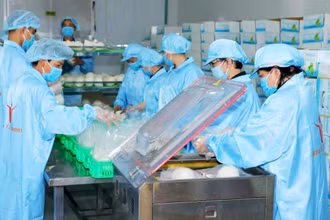 Ðóng gói dừa tươi xuất khẩu tại Công ty Vina T&T Group. (Ảnh MINH HÀ)