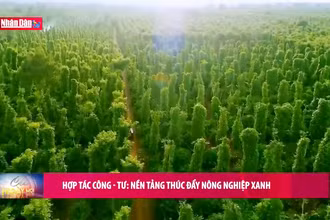 Hợp tác công-tư: Nền tảng thúc đẩy nông nghiệp xanh