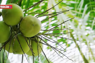 Về Hậu Giang du lịch miệt vườn