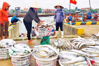 Sau chuyến biển, ngư dân xã Cảnh Dương, huyện Quảng Trạch vui vì được mùa cá hố xuất khẩu.