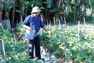 Một người cao tuổi ở huyện Thạch Hà, tỉnh Hà Tĩnh khởi nghiệp từ mô hình trồng rau sạch. (Ảnh CHÍ TÂM)