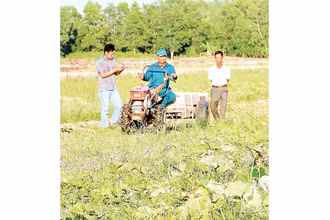 Nông dân vùng ngọt huyện Trần Văn Thời được khuyến cáo trồng rau màu thay vì trồng lúa vụ 3.