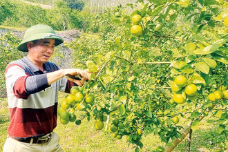 Anh Hoàng Văn Hiền kiểm tra sự sinh trưởng và phát triển của cây chanh.