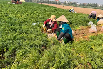 Thu hoạch cà-rốt muộn tại xã Cao Ðức, huyện Gia Bình, tỉnh Bắc Ninh.