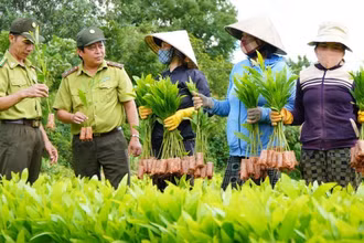 Cán bộ Chi cục Kiểm lâm tỉnh Phú Yên hướng dẫn người dân kiểm tra chất lượng cây giống trước khi trồng rừng. (Ảnh TTXVN)