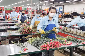 Sản xuất hoa công nghệ cao tại thành phố Ðà Lạt, tỉnh Lâm Ðồng. 