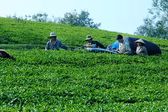 Thu hái chè tại huyện Thanh Ba, tỉnh Phú Thọ. (Ảnh THANH HÀ)