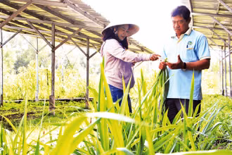 Trồng cỏ voi làm thức ăn cho bò.
