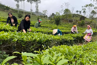 Du khách trải nghiệm hái chè Shan tuyết tại xã Gia Hội, huyện Văn Chấn (Yên Bái).