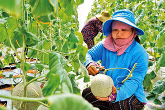 Thu hoạch dưa lưới (trồng theo mô hình công nghệ cao) tại huyện Củ Chi.