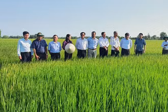 Mô hình sản xuất lúa tại tỉnh Trà Vinh. (Ảnh ĐỖ TUẤN)