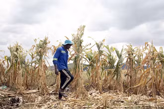 Hạn hán đe dọa nghiêm trọng an ninh lương thực ở Zimbabwe. (Ảnh TÂN HOA XÃ)