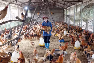 Mô hình chăn nuôi gà sử dụng chế phẩm vi sinh ở xã Minh Phú (huyện Sóc Sơn, Hà Nội).