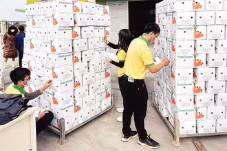 Hoạt động xuất khẩu cà rốt ở huyện Cẩm Giàng, Hải Dương. (Ảnh QUỐC VINH)