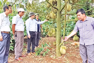 Tổng diện tích cây sầu riêng của tỉnh Đắk Lắk đã được Tổng cục Hải quan Trung Quốc phê duyệt và đang chờ phê duyệt cấp mã số vùng trồng để xuất khẩu sang Trung Quốc là 5.078 ha.