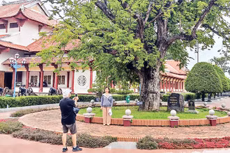 Cây me trong Bảo tàng Quang Trung vẫn bền bỉ sức sống qua bao thăng trầm của lịch sử.