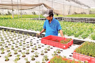 Trồng rau công nghệ cao tại Hợp tác xã Nông nghiệp Tuấn Ngọc, phường Long Trường, thành phố Thủ Đức.