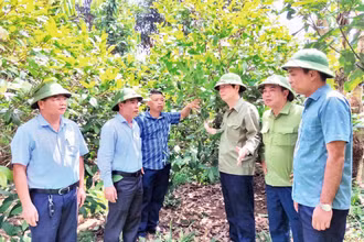 Mô hình trồng cây Trà hoa vàng ở huyện Ba Chẽ (Quảng Ninh) cho thu nhập hơn 500 triệu đồng/năm. (Ảnh QUANG THỌ)