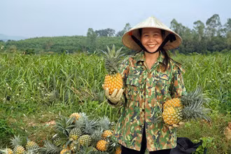 Nông dân Quỳnh Lưu phấn khởi thu hoạch dứa.