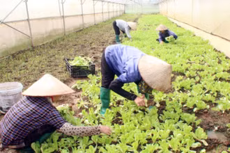 Xã viên Hợp tác xã Nông nghiệp Quyết Thanh Mộc Châu (Sơn La) chăm sóc rau.