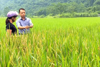 Cán bộ Trung tâm Dịch vụ nông nghiệp huyện Lâm Bình (Tuyên Quang) hướng dẫn người dân các biện pháp phòng, trừ sâu bệnh trên cây lúa. (Ảnh HÀ KHÁNH)