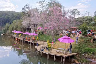 Hoa anh đào nở rộ tại hồ Đăk Ke, thị trấn Măng Đen, tỉnh Kon Tum.