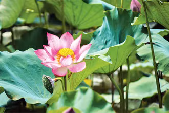 Sen cho thu hoạch từ hoa, lá, hạt cho đến củ sen.