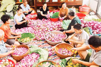 Nghề ướp trà sen đã góp phần làm nên thương hiệu du lịch quận Tây Hồ.