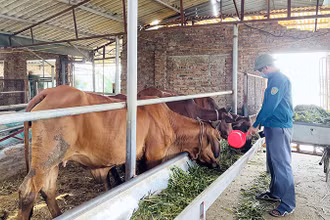 Mô hình nuôi bò trên nền đệm lót sinh học của nông dân huyện Sông Lô (Vĩnh Phúc).