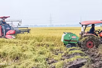 Chị Trần Thị Lanh ở xã Bình Minh (huyện Kiến Xương, tỉnh Thái Bình) thuê, mượn khoảng 100 ha ruộng, đầu tư nhiều máy móc hiện đại sản xuất nông nghiệp quy mô lớn.