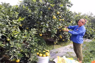 Nông dân xã Tam Đa, huyện Phù Cừ chuyển đổi từ cấy lúa sang trồng cam cho thu nhập cao từ 250 triệu đến 350 triệu đồng/ha. ( Ảnh PHẠM HÀ)