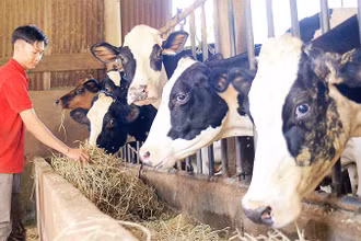 Các hộ chăn nuôi tại Lâm Đồng tích cực thực hiện các biện pháp tái đàn, ổn định ngành chăn nuôi bò sữa.