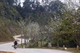 Con đường hoa lê ở xã Hồng Thái, huyện Na Hang, tỉnh Tuyên Quang (Ảnh: Nam Sương/TTXVN)