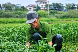 Bà con nông dân vùng trồng rau La Hường tất bật thu hoạch rau chạy bão số 4.