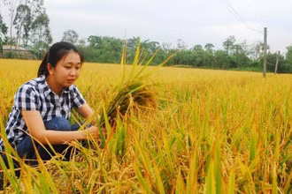 Lúa VD20 được trồng tại xã Tăng Hòa, huyện Gò Công Đông (Tiền Giang). 