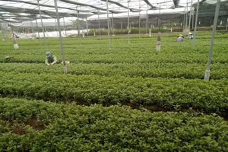 Trồng rau xanh trong khu nhà màng tại Hợp tác xã Bắc Hồng (Đông Anh, Hà Nội), Nguồn Agribank.