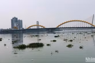 Lục bình trôi kín sông Hàn, ảnh chụp trưa 20/4. 