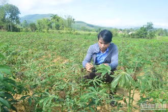 Bệnh khảm lá sắn lây lan nhanh, gây thiệt hại nặng cho nông dân Quảng Ngãi.