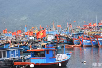 Công tác phối hợp giữa các địa phương để theo dõi, giám sát hoạt động tàu cá, chống khai thác IUU là rất cần thiết. (Ảnh: ANH ĐÀO)