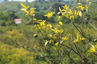 Cây cam bị bệnh vàng lá, khô đầu cành ở Hà Giang. 
